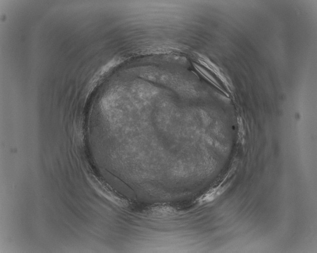 X0000076350203200610161807