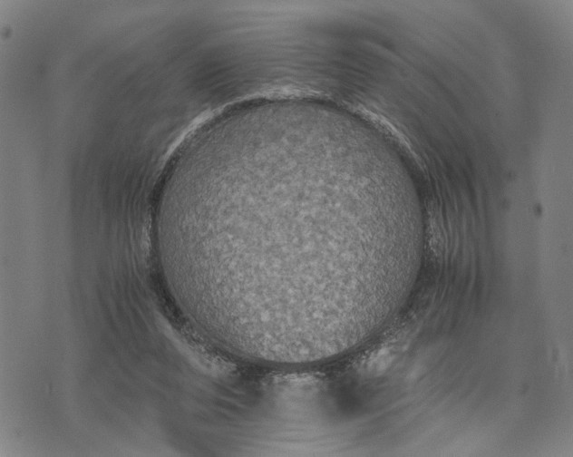 X0000076350208200610161807