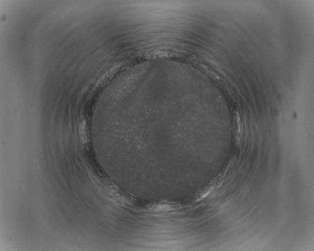 X0000076350224200610161807