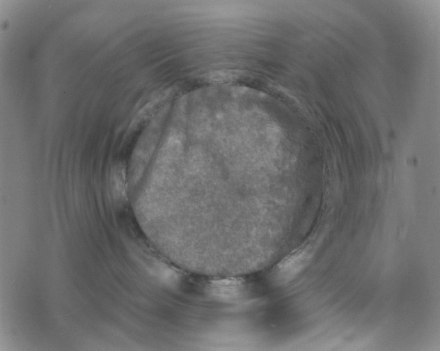 X0000076350240200610161806