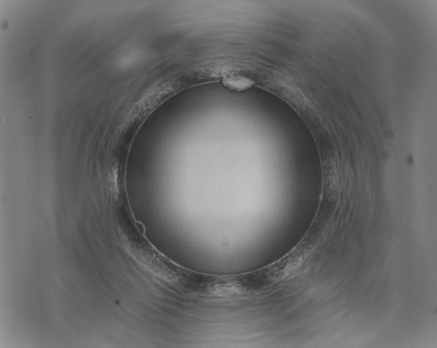 X0000076350262200610161806