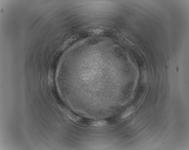 X0000076350274200610161806