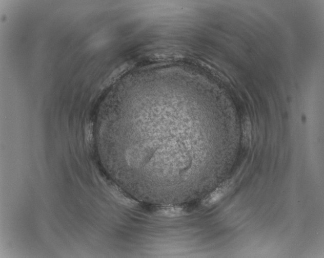 X0000076350278200610161806