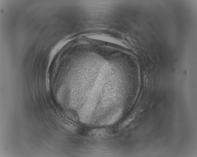 X0000076350294200610161806