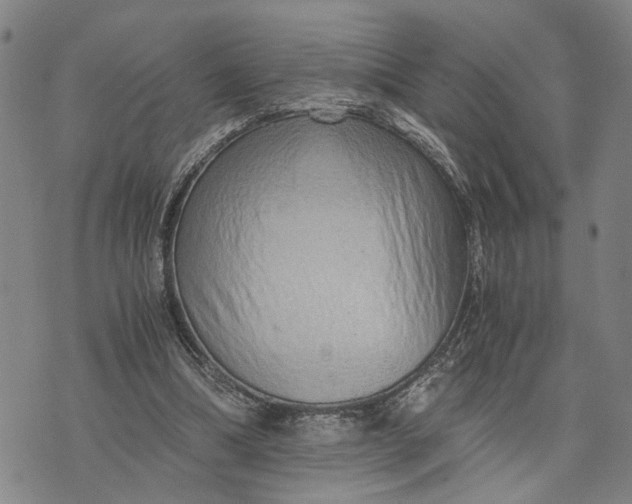 X0000076350298200610161805