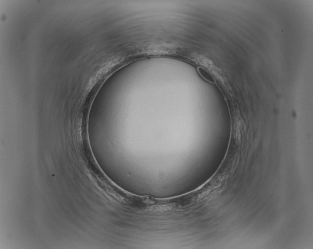 X0000076350299200610161805