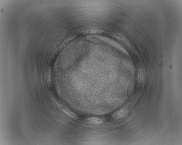 X0000076350326200610161805