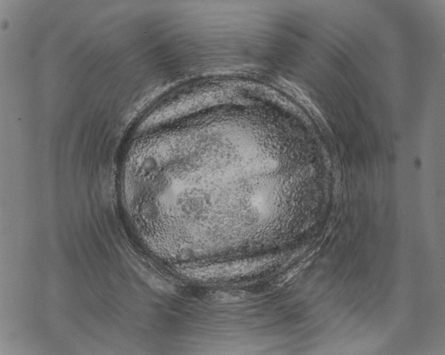 X0000076350346200610161804