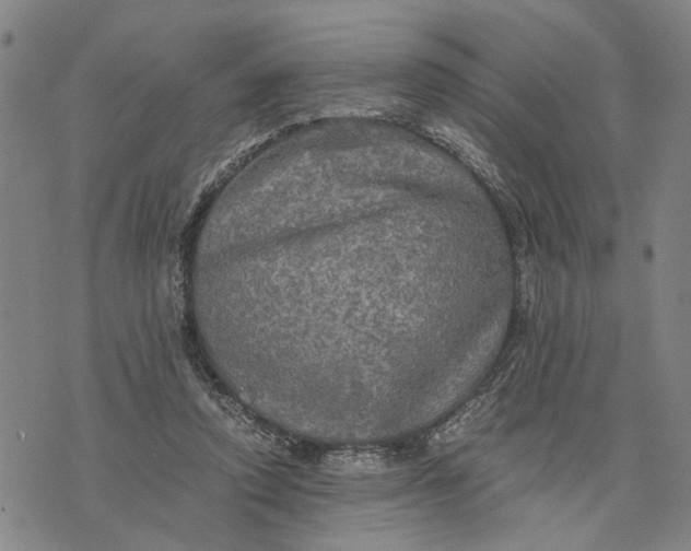 X0000076350354200610161804