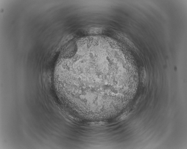 X0000076350363200610161805