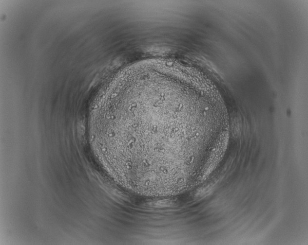 X0000076350365200610161805