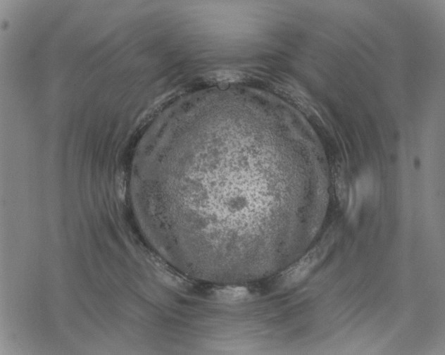 X0000076350374200610161805