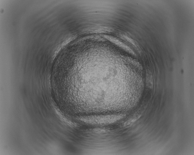 X0000076350394200610161804