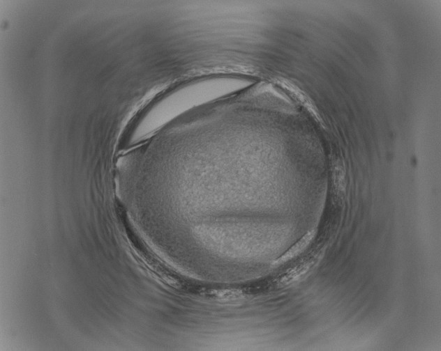 X0000076350395200610161804