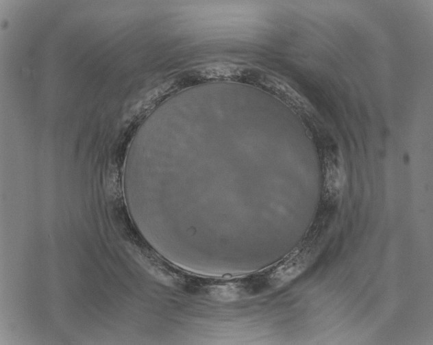 X0000076350411200610161804