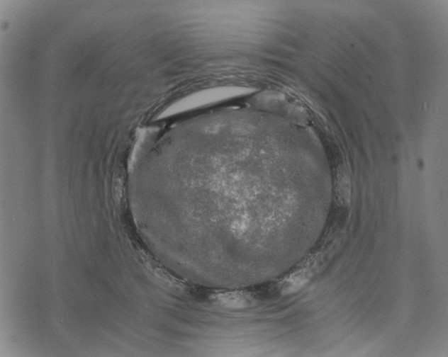 X0000076350417200610161804