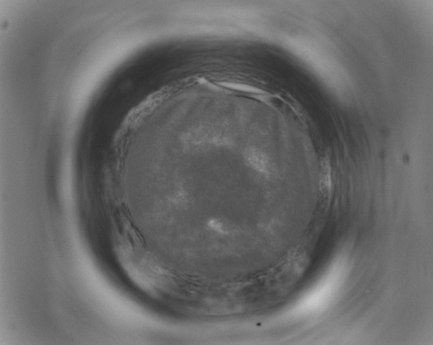 X0000076350431200610161803