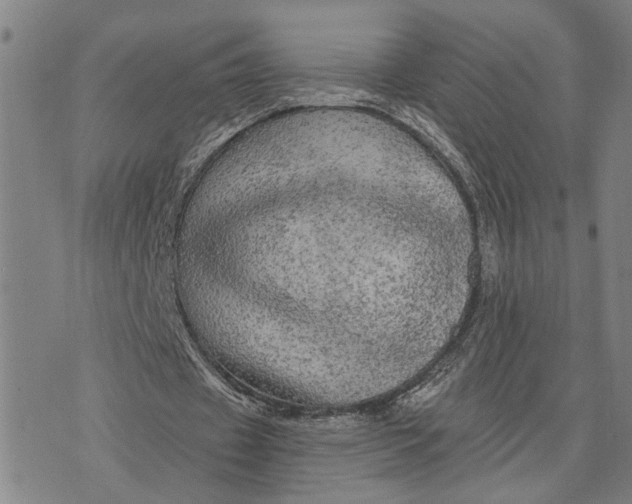 X0000076350433200610161803