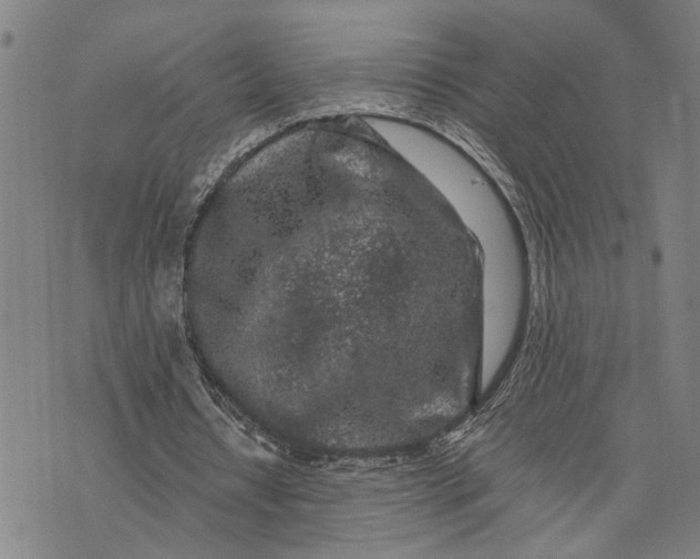 X0000076350434200610161803