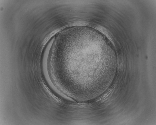 X0000076350437200610161803