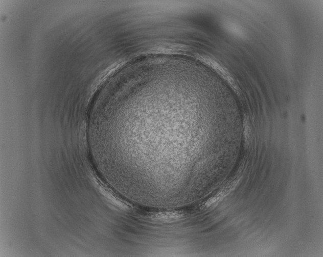 X0000076350445200610161803