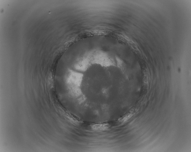 X0000076350465200610161803