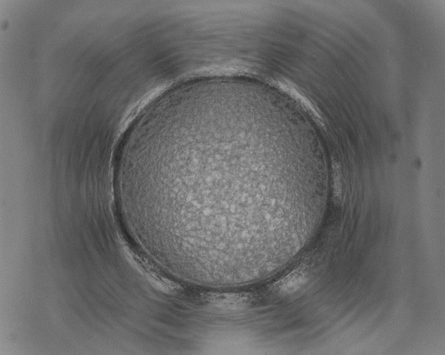 X0000076350486200610161802