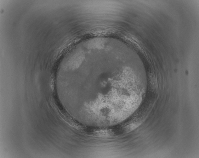 X0000076350499200610161802