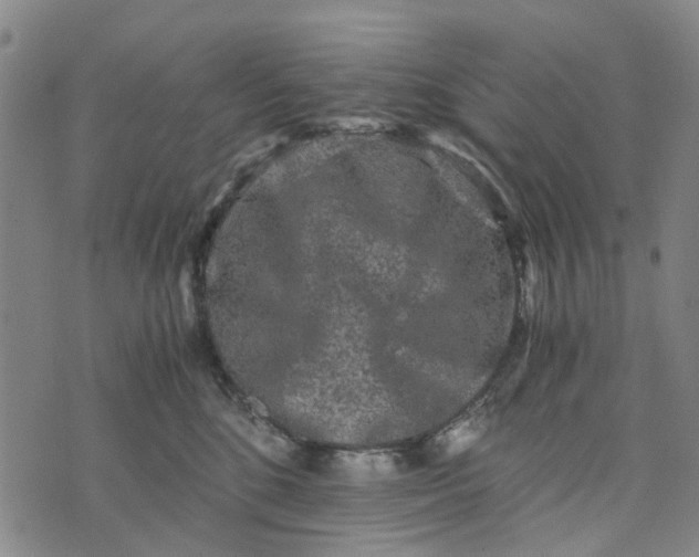 X0000076350520200610161802