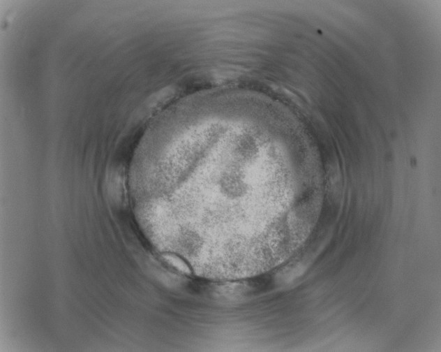 X0000076350527200610161802