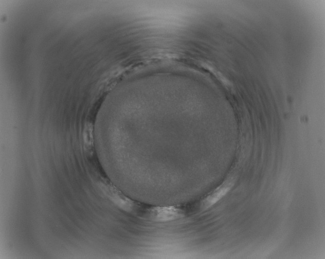 X0000076350528200610161802