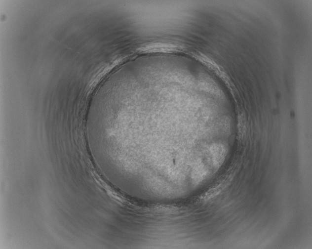 X0000076350529200610161801