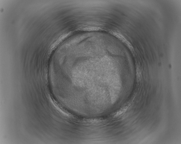 X0000076350533200610161801