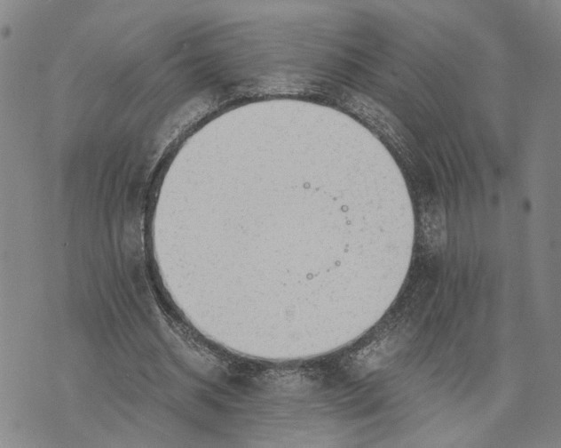 X0000076350534200610161801