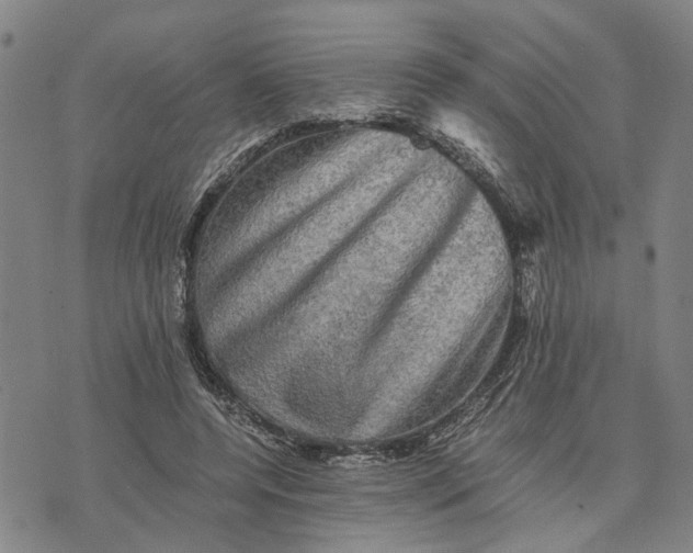 X0000076350544200610161801