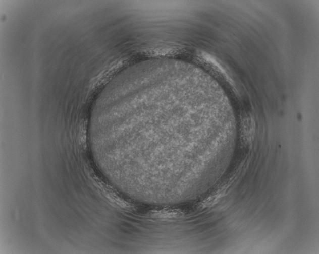 X0000076350545200610161801