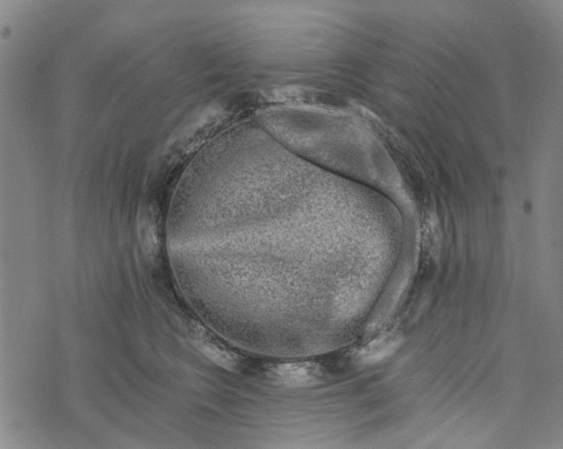 X0000076350566200610161802