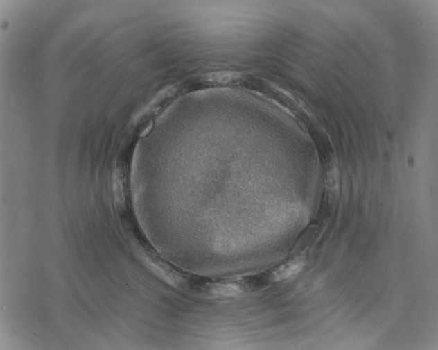 X0000076350572200610161802