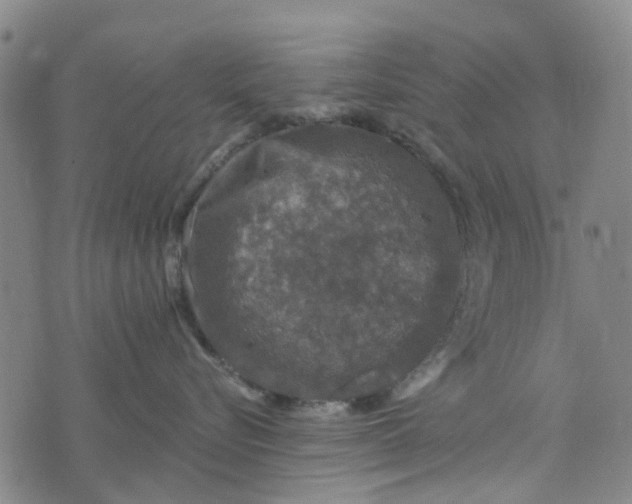 X0000076350576200610161802