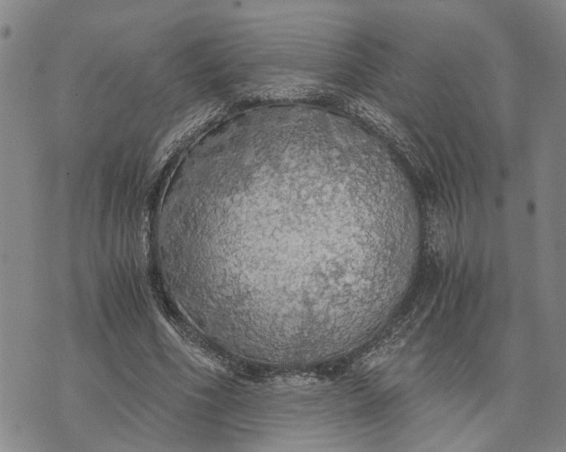 X0000076350586200610161801