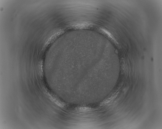 X0000076350590200610161801