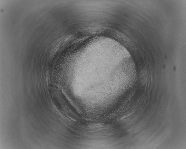 X0000076350594200610161801