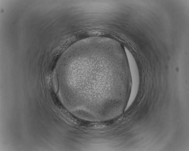 X0000076350601200610161801