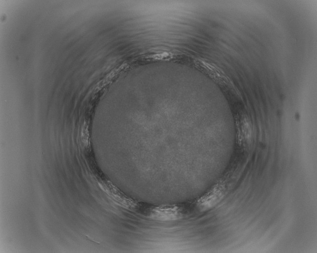 X0000076350606200610161800