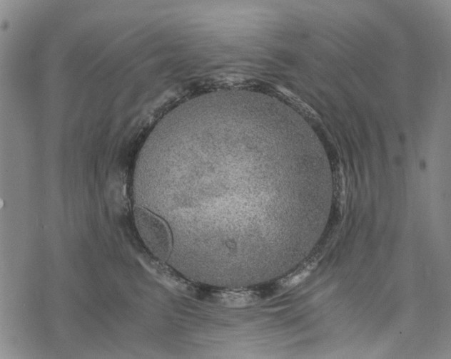 X0000076350615200610161800