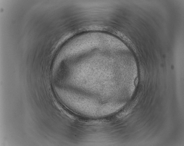 X0000076350625200610161759