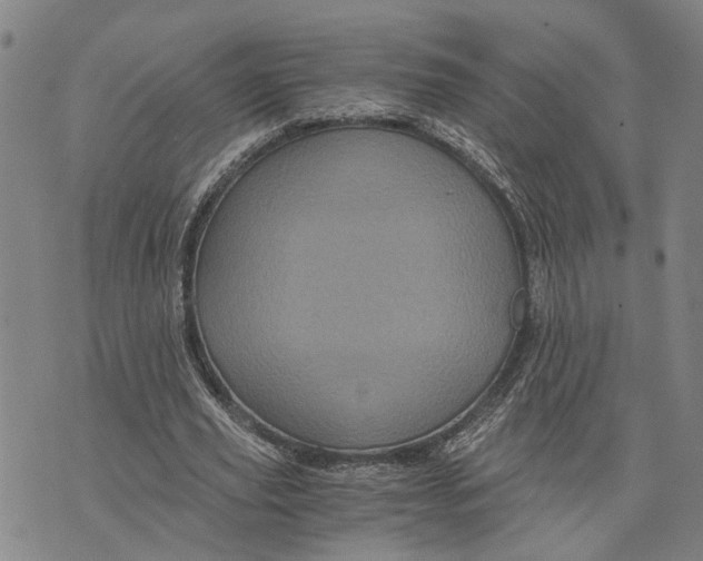 X0000076350629200610161759