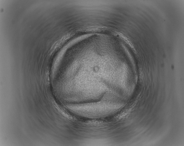 X0000076350633200610161800