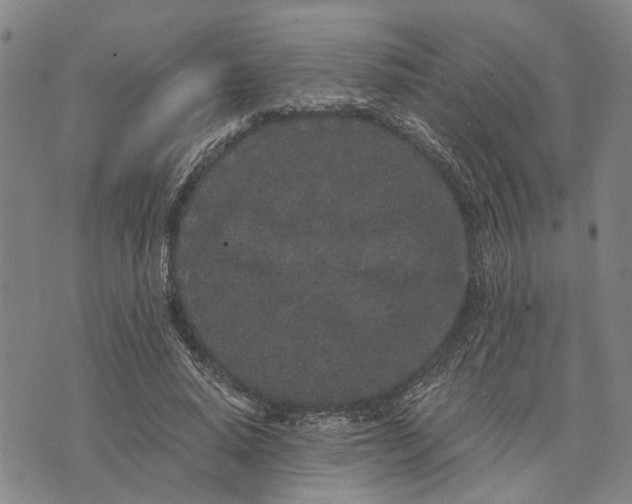 X0000076350640200610161800