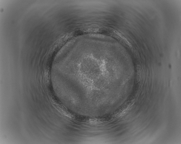 X0000076350641200610161800